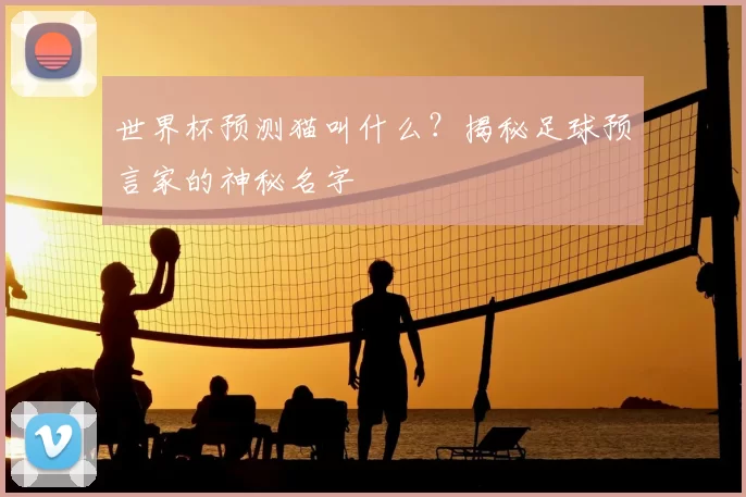 世界杯预测猫叫什么？揭秘足球预言家的神秘名字