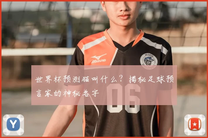 世界杯预测猫叫什么？揭秘足球预言家的神秘名字